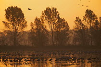 Common cranes (Grus grus) at surise in water with some flying, Brandenburg, Germany, October 2008