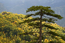 Black pine (Pinus nigra) towering over forest near Djurdjevica Tara, Tara Canyon, Durmitor NP, Montenegro, October 2008