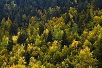Fir and beech forest in Tara Canyon, Durmitor NP, Montenegro, October 2008