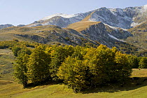 First snow on Savin Kuk, with Beech trees growing in foreground, Durmitor NP, Montenegro, October 2008