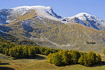 First snow on Savin Kuk and Veliki Medved, Beech trees growing in the foreground, Durmitor NP, Montenegro, October 2008