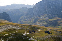 Shepherd summer huts (Katuns) Saddle valley, beginning of the Komarnica canyon, Durmitor NP, Montenegro, October 2008
