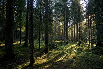 Fir forest near Black Lake, Durmitor NP, Montenegro, October 2008