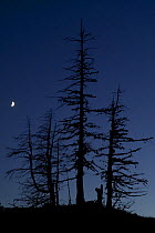 Dead Pine trees with moon shining, Stuoc peak, Durmitor NP, Montenegro, October 2008
