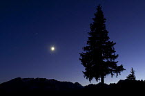 Pine tree at night with moon shining, on Stuoc peak, Durmitor NP, Montenegro, October 2008