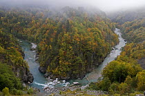 Buk Sokolovina (cascade) in Beech forest, Tara Canyon, Durmitor NP, Montenegro, October 2008