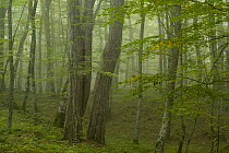 Forest with Beech trees and Black pines (Pinus nigra) in mist, Crna Poda Natural Reserve, Tara Canyon, Durmitor NP, Montenegro, October 2008