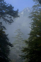 Black pines (Pinus nigra) with a distant mountain in light mist, Crna Poda Natural Reserve, Tara Canyon, Durmitor NP, Montenegro, October 2008