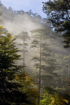 Rays of light shining through mist surrounding Black pines (Pinus nigra) Crna Poda Natural Reserve, Tara Canyon, Durmitor NP, Montenegro, October 2008