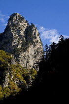 Black pines (Pinus nigra) growing on top of Gradinski Kuk, Tara Canyon, Durmitor NP, Montenegro, October 2008