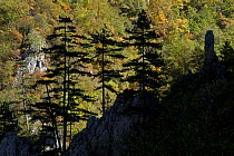 Black pines (Pinus nigra) growing on rock ridge, silhouetted against Beech forest, Tara Canyon, Durmitor NP, Montenegro, October 2008