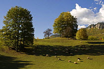 Sheep grazing in pasture, near Djurdjevica Tara, Tara Canyon, Durmitor NP, Montenegro, October 2008