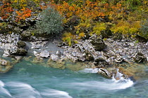 River Tara with autumnal vegetation on bank, Durmitor NP, Montenegro, October 2008