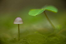 Abstract of seedling and mushroom in forest near Zmijinje Lake, Durmitor NP, Montenegro, October 2008