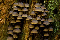 Musrooms growing on tree trunk in forest near Zmijinje Lake, Durmitor NP, Montenegro, October 2008