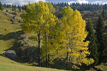 View from Plateau near Crna Gora village, Durmitor NP, Montenegro, October 2008