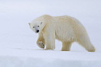 Polar Bear (Ursus maritimus) walking along ice edge, Svalbard, Norway