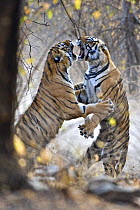 Bengal Tiger (Panthera tigris tigris) female fighting with her 18-month cub (females fight when it is time for the cubs to move on and find their own territory) Ranthambore NP, Rajasthan, India. Veoli...