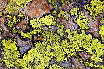 Lichen on rock, Haute Savoie, France, Europe, September 2008
