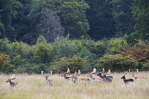 Group of male Fallow deer (Dama dama) in long grass, Klampenborg Dyrehaven, Denmark, September 2008