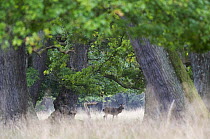 Red deer (Cervus elaphus) stag under trees, during rut, Klampenborg Dyrehaven, Denmark, September 2008