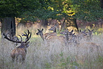Red deer (Cervus elaphus) stag with group of hinds during rut, Klampenborg Dyrehaven, Denmark, September 2008