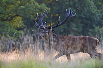 Red deer (Cervus elaphus) stag walking through long grass during rut, Klampenborg Dyrehaven, Denmark, September 2008