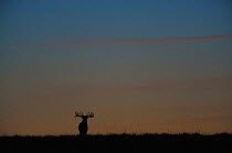 Red deer (Cervus elaphus) stag silhouetted at dusk, during rut, Klampenborg Dyrehaven, Denmark, September 2008