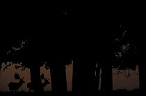 Male Fallow deer (Dama dama) under trees silhouetted at dusk, Klampenborg Dyrehaven, Denmark, September 2008