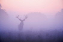 Red deer (Cervus elaphus) stag in mist at dawn, during rut, Klampenborg Dyrehaven, Denmark, September 2008