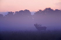 Red deer (Cervus elaphus) stag calling during rut, light mist at sunrise, Klampenborg Dyrehaven, Denmark, September 2008. WWE INDOOR EXHIBITION