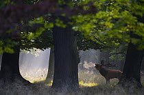 Red deer (Cervus elaphus) stag under trees calling during rut in morning, Klampenborg Dyrehaven, Denmark, September 2008. Exclusive Japanese calendar rights for 2014