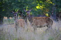 Two Red deer (Cervus elaphus) hinds in long grass, during rut, Klampenborg Dyrehaven, Denmark, September 2008