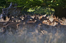 Group of Red deer (Cervus elaphus) hinds running during rut, Klampenborg Dyrehaven, Denmark, September 2008