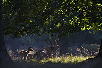 Red deer (Cervus elaphus) stag with hinds under trees, during rut, Klampenborg Dyrehaven, Denmark, September 2008