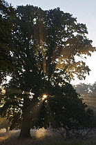 European oak tree (Quercus robur) with rays of sun shining through branches, Klampenborg Dyrehaven, Denmark, September 2008