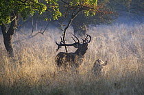 Red deer (Cervus elaphus) pair, with stag calling during rut, Klampenborg Dyrehaven, Denmark, September 2008