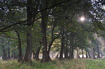 Sun shining through trees in Common alder (Alnus glutinosa) forest, Klampenborg Dyrehaven, Denmark, September 2008