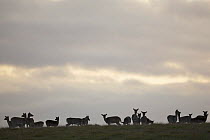 Group of Fallow deer (Dama dama) hinds silhouetted on high ground, Klampenborg Dyrehaven, Denmark, October 2008