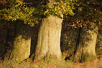 European beech (Fagus sylvatica) trunks, Klampenborg Dyrehaven, Denmark, October 2008