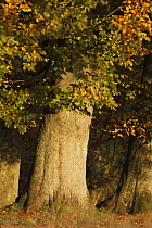 Base of a European beech (Fagus sylvatica) tree, Klampenborg Dyrehaven, Denmark, October 2008
