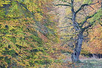 European oak (Quercus robur) tree surrounded by European beech trees (Fagus sylvatica) Klampenborg Dyrehaven, Denmark, October 2008