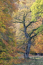 Old European oak tree (Quercus robur) Klampenborg Dyrehaven, Denmark, October 2008