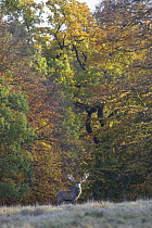 Red deer (Cervus elaphus) stag in front of trees, during rut, Klampenborg Dyrehaven, Denmark, October 2008