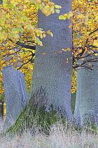 Base of European beech (Fagus sylvatica) trees, Klampenborg Dyrehaven, Denmark, October 2008