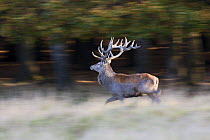 Red deer (Cervus elaphus) stag running during rut, Klampenborg Dyrehaven, Denmark, October 2008