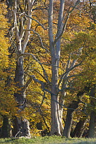 European oak (Quercus robur) trees, Klampenborg Dyrehaven, Denmark, October 2008
