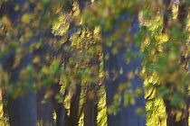 Abstract European beech (Fagus sylvatica) trees, Klampenborg Dyrehaven, Denmark, October 2008