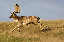 Fallow deer (Dama dama) buck running, Klampenborg Dyrehaven, Denmark, October 2008
