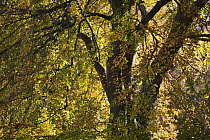 European beech (Fagus sylvatica) tree, Klampenborg Dyrehaven, Denmark, October 2008